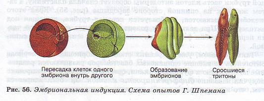 Эмбриональная индукция