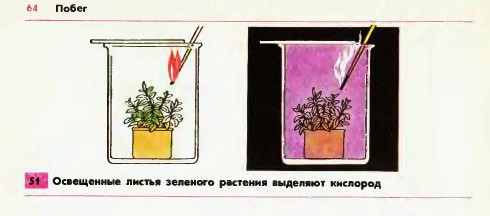 Поглощение листьями на свету углекислого газа и выделение кислорода