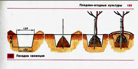 Посадка саженцев