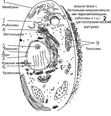 цитоплазматический матрикс