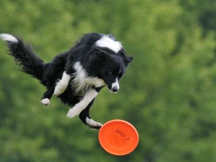 Frisbee