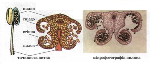 Будова тичинки. фото