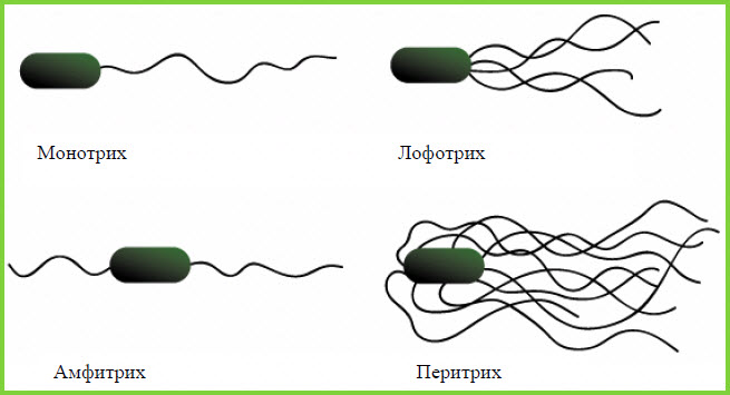 Джгутики бактерій