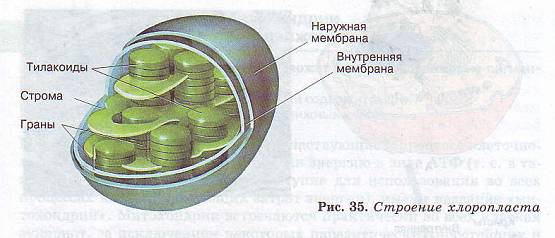 Хлоропласты