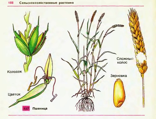 Пшеница