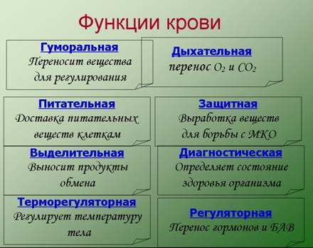 Функции крови