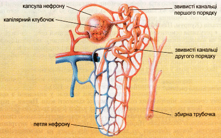 Будова нефрону