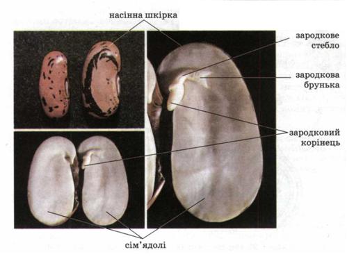 Будова насінини. фото