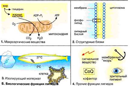 Функції ліпідів