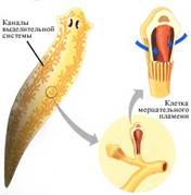 Видільна система плоских червів
