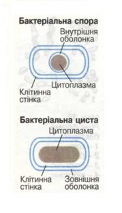 Утворення спори і цисти