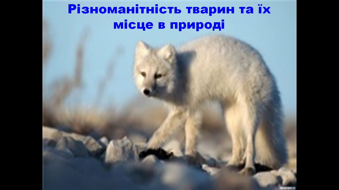 різноманітність тварин і їх місце в природі