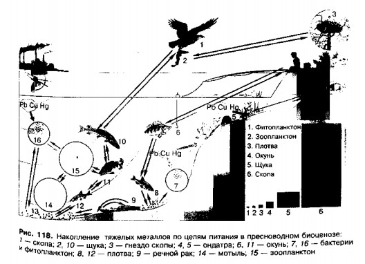 Накопление тяжёлых металлов