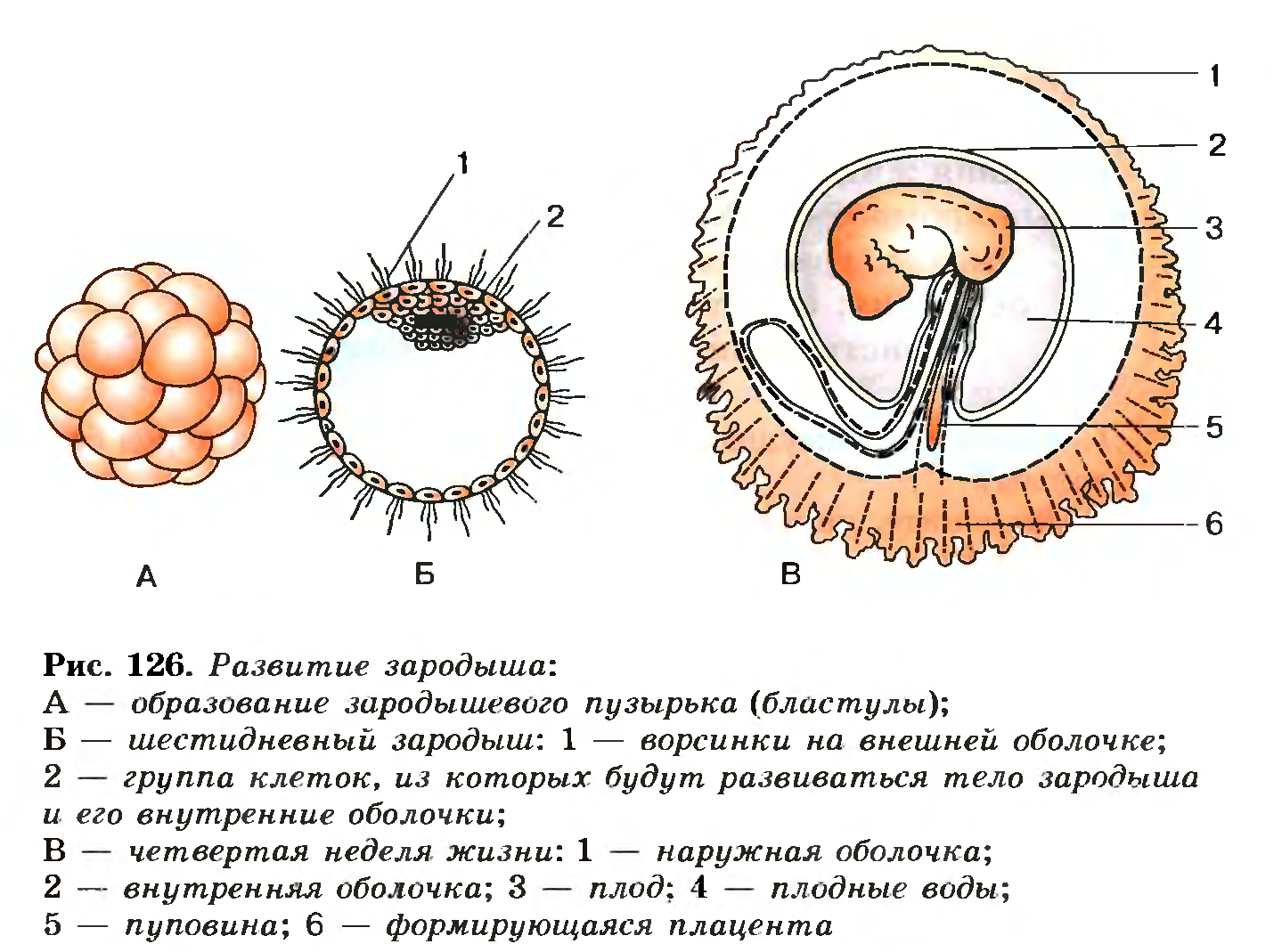 Развитие зародыша