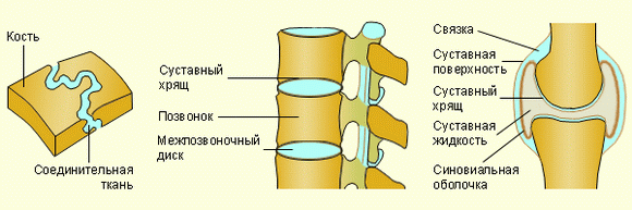 типы соединений костей