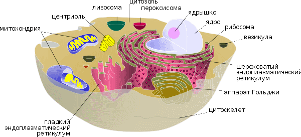 строение клетки