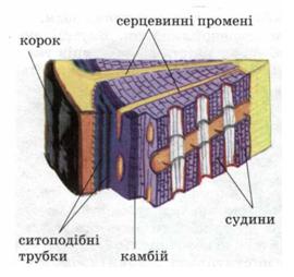 Мал. 61. Частина поздовжнього зрізу стебла.jpg