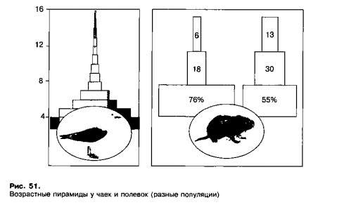 Возрастные пирамиды