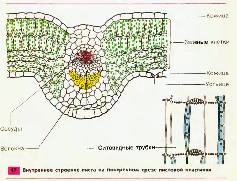 Внутреннее строение листа