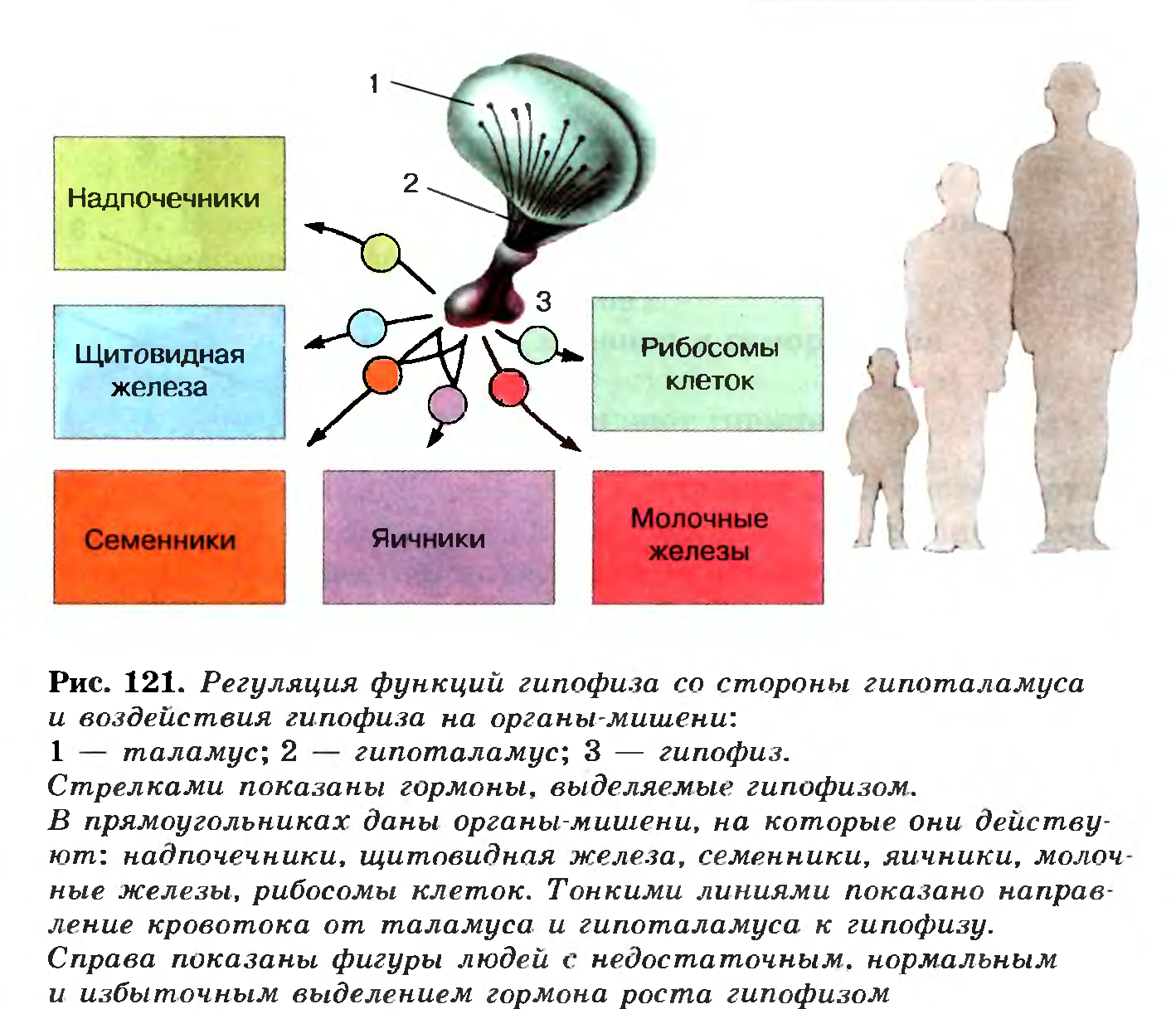 Единство нервной и гуморальной регуляций