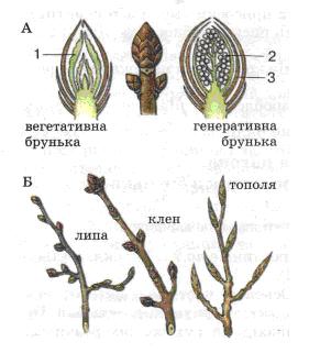 Мал. 53. Будова бруньки.jpg