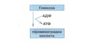 Схема розщеплення глюкози