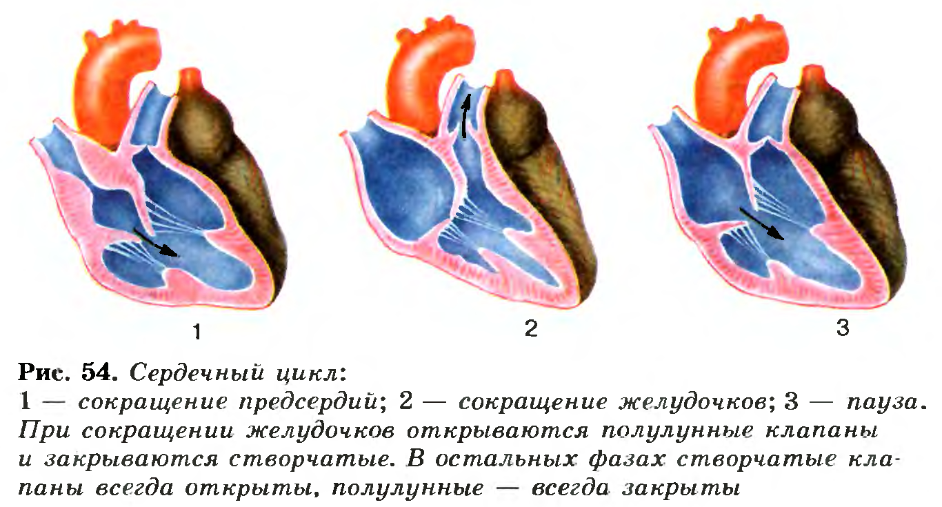 Сердечный цикл