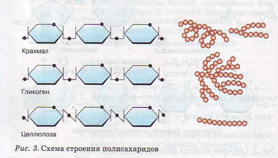 Строение полисахаридов