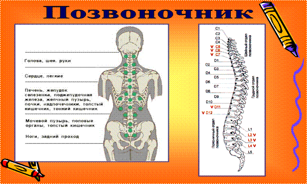 позвоночник