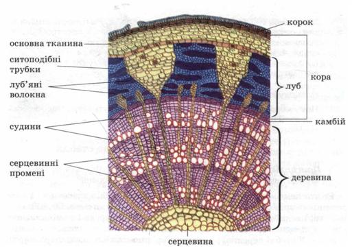 Мал. 60. Внутрішня будова стебла (поперечний зріз).jpg