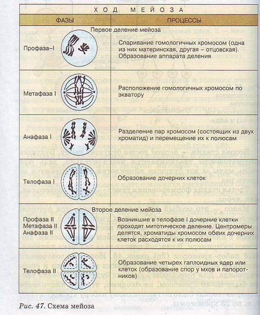 Схема мейоза