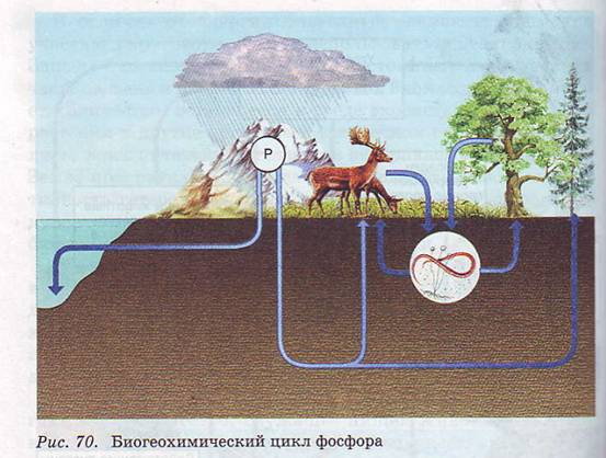 Биогеохимический цикл