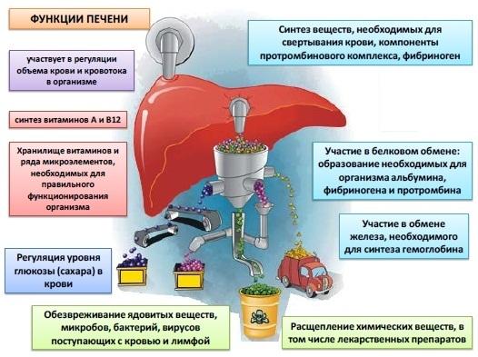 Функции печени. фото