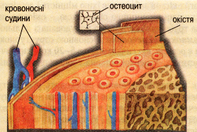 Будова кісткової тканини