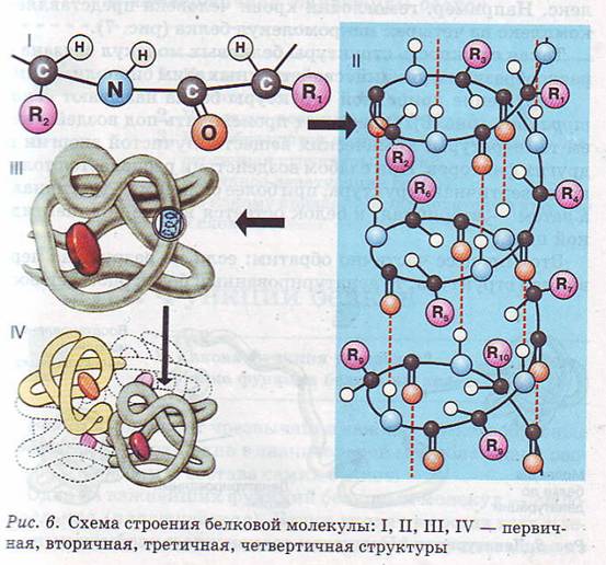 Белковая молекула