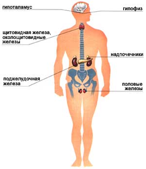 железы внутренней секреции. фото