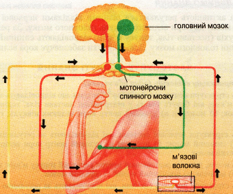 R142.jpg