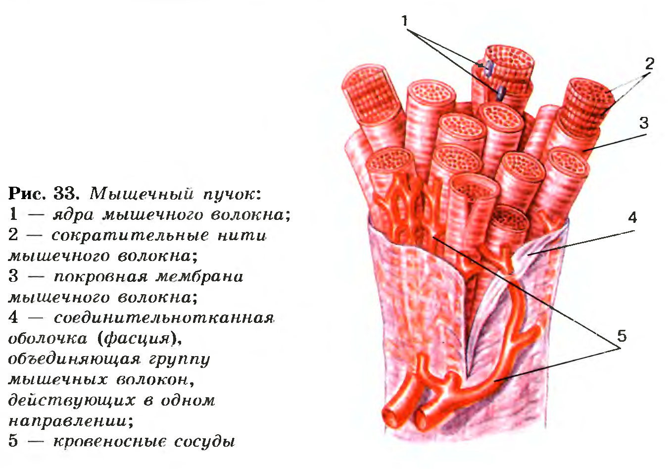 Мышечный пучок