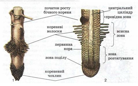 Мал. 38. Зони кореня.jpg