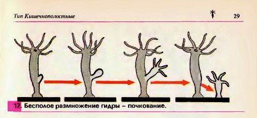 Размножение гидры