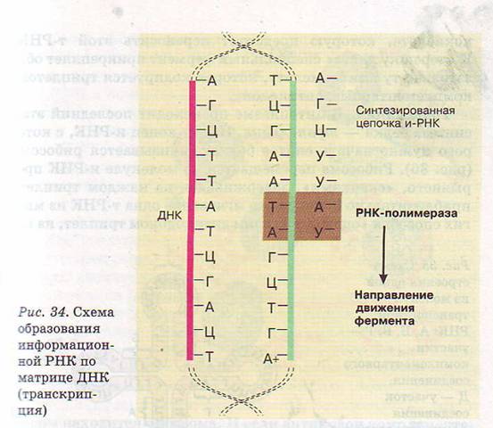 Схема образования РНК