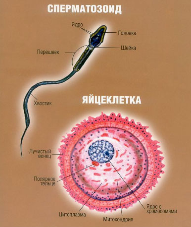строение сперматозоида.фото