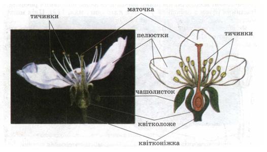 Будова квітки. фото