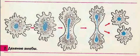 Деление амёбы