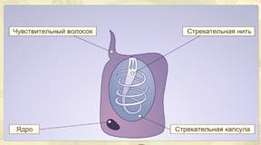 Стрекательні клітини