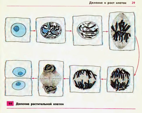 Деление растительной клетки