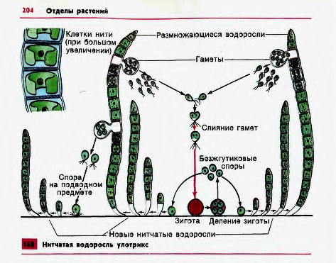 Многоклеточные нитчатые зеленые водоросли