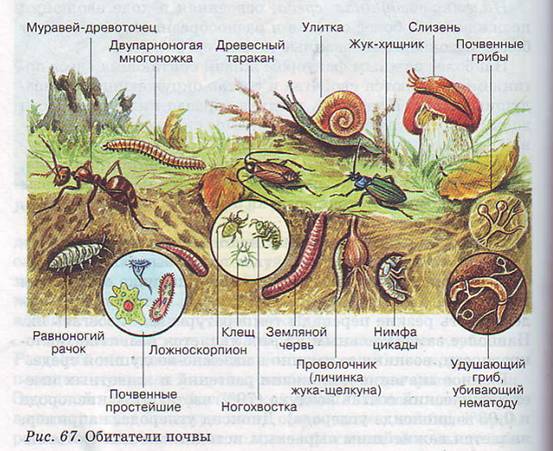 Обитатели почвы