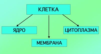 Єдина схема будови клітини організмів