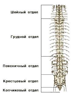 Хребет людини